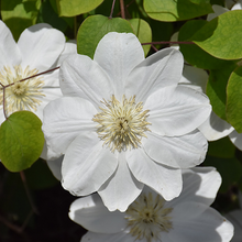 Load image into Gallery viewer, Clematis &#39;Guernsey Cream&#39;
