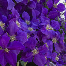 Load image into Gallery viewer, Clematis &#39;Jackmanii Superba&#39;
