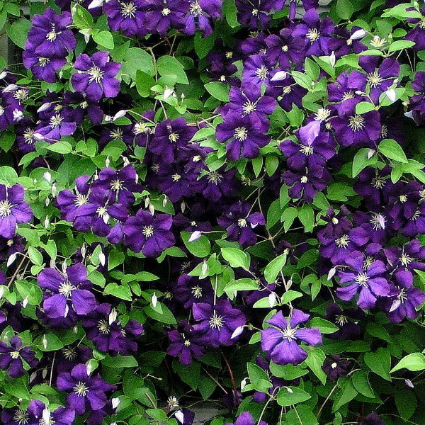 Clematis 'Jackmanii Superba'