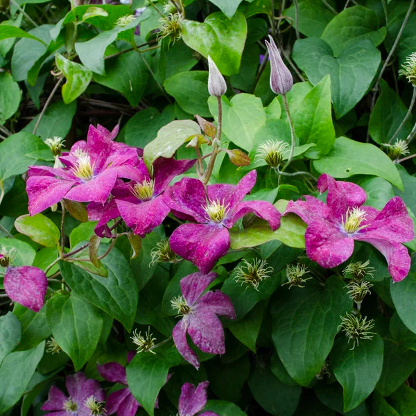 Clematis 'Mme Edouard André