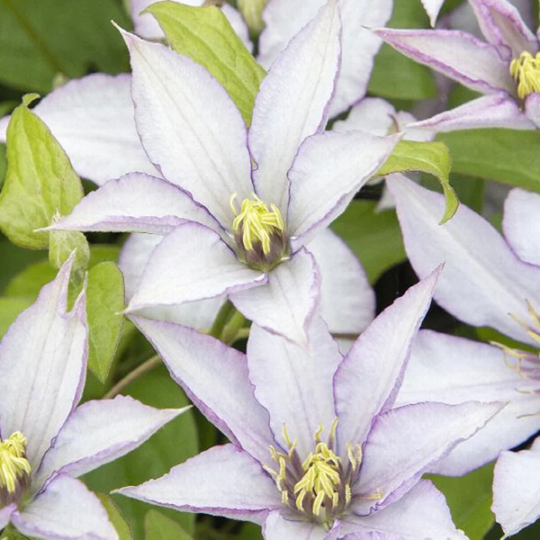 Clematis 'Samaritan Jo'