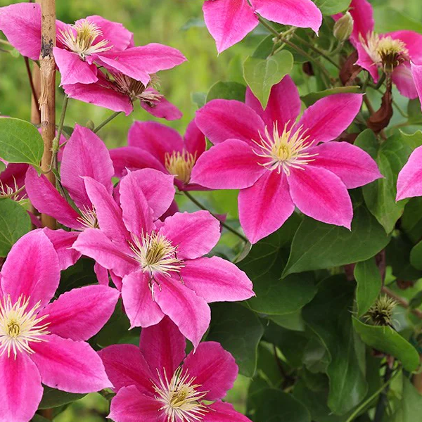Clematis 'Vicky'