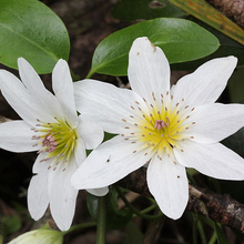 Load image into Gallery viewer, Clematis paniculata
