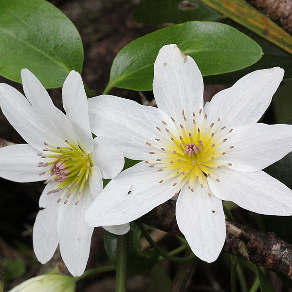 Clematis paniculata