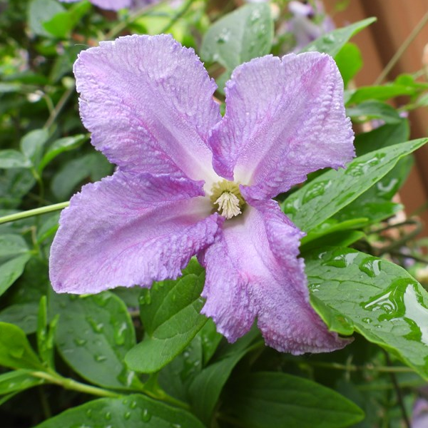Clematis viticella 'Betty Corning'