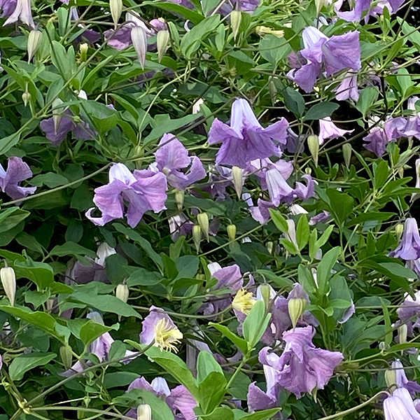 Clematis viticella 'Betty Corning'