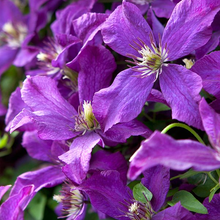 Load image into Gallery viewer, Clematis viticella &#39;Polish Spirit&#39;
