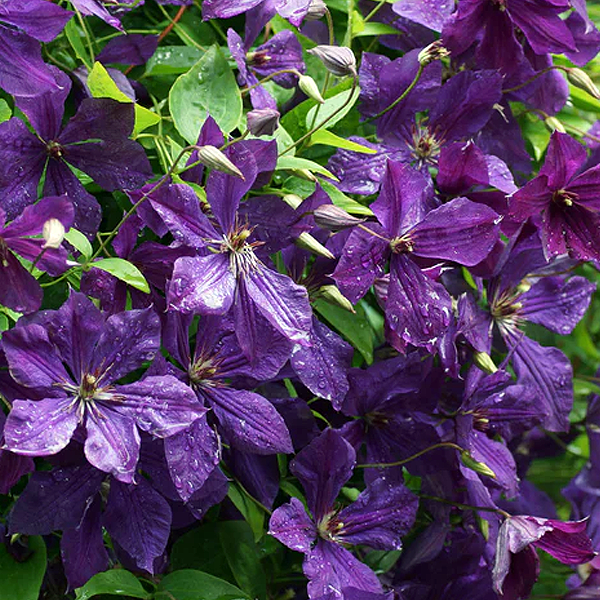 Clematis viticella 'Polish Spirit'