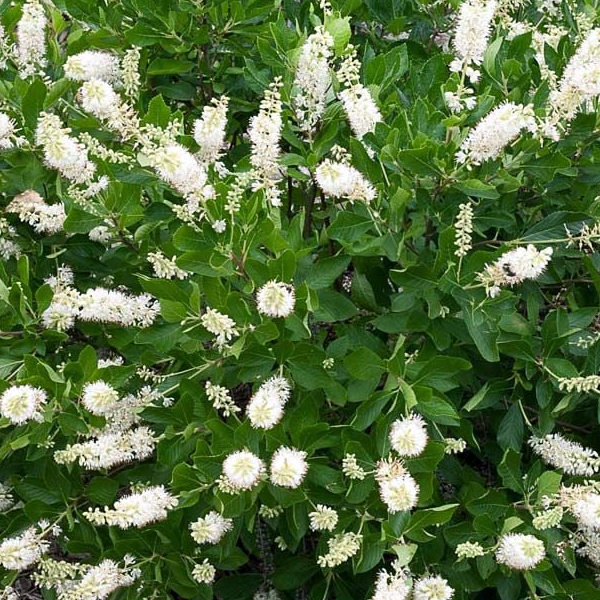 Clethra alnifolia 'Vanilla Spice'