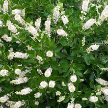 Load image into Gallery viewer, Clethra alnifolia &#39;Vanilla Spice&#39;
