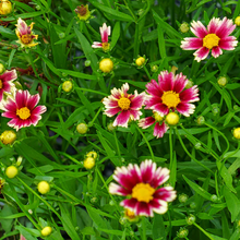 Load image into Gallery viewer, Coreopsis Lil Bang &#39;Candy Stripes&#39;
