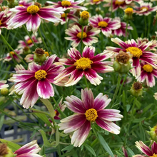 Load image into Gallery viewer, Coreopsis Lil Bang &#39;Candy Stripes&#39;
