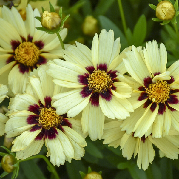 Coreopsis Uptick 'Cream and Red'