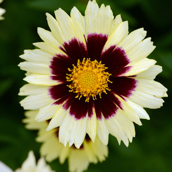 Coreopsis Uptick 'Cream and Red'