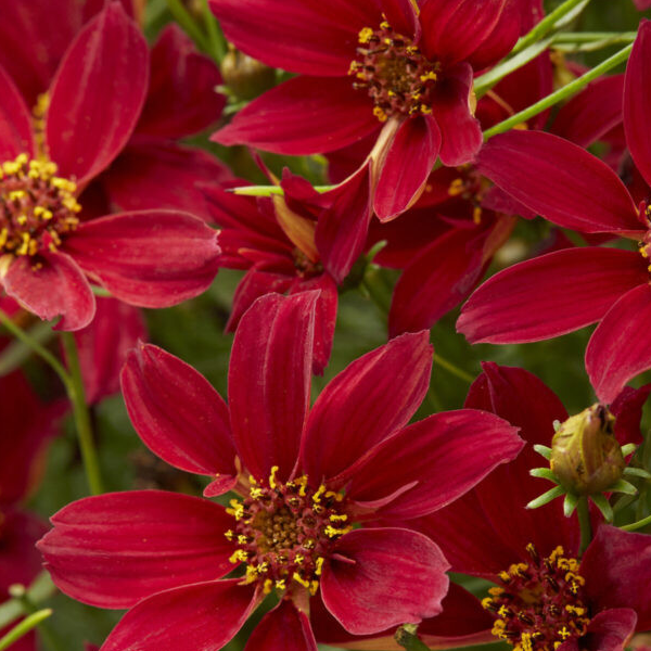 Coreopsis 'Hot Paprika'