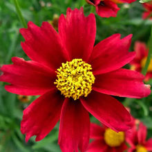 Load image into Gallery viewer, Coreopsis &#39;Red Elf&#39;
