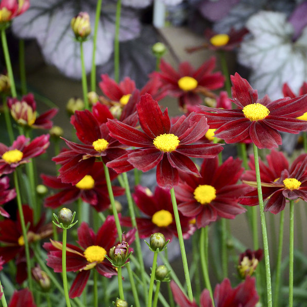 Coreopsis 'Red Elf'