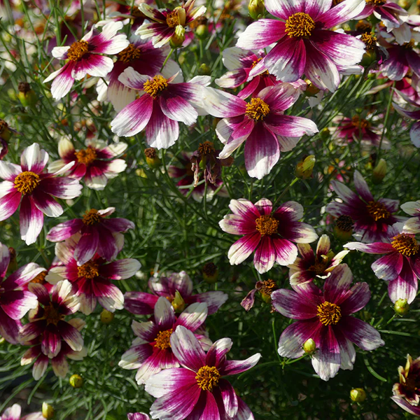 Coreopsis 'Zesty Zinger'