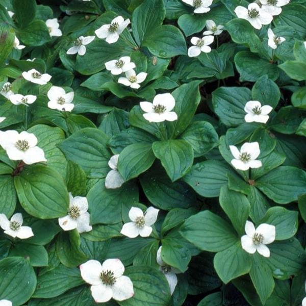 Cornus canadensis