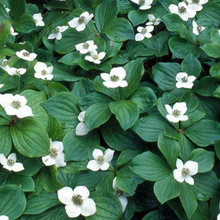 Load image into Gallery viewer, Cornus canadensis
