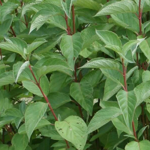 Cornus stolonifera 'Arctic Fire'