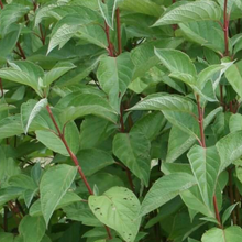 Load image into Gallery viewer, Cornus stolonifera &#39;Arctic Fire&#39;
