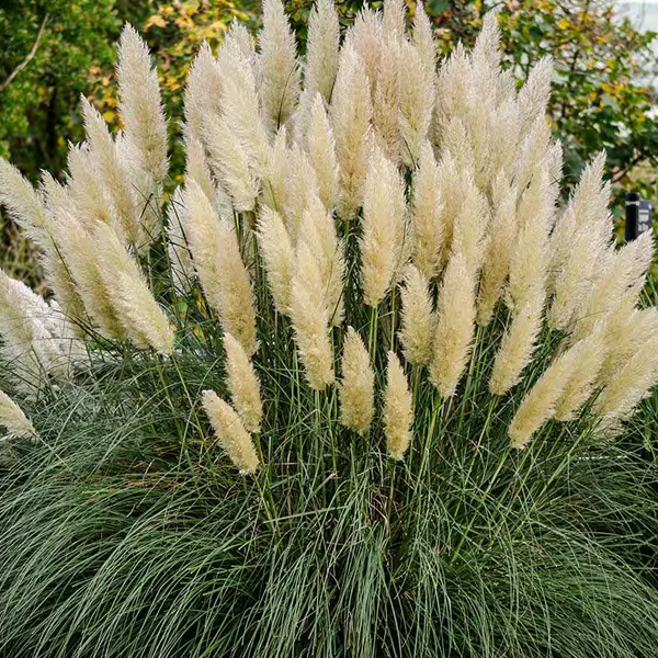 Cortaderia selloana 'Giant White'