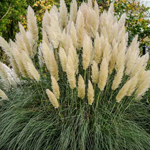 Load image into Gallery viewer, Cortaderia selloana &#39;Giant White&#39;
