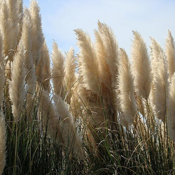 Cortaderia selloana 'Giant White'