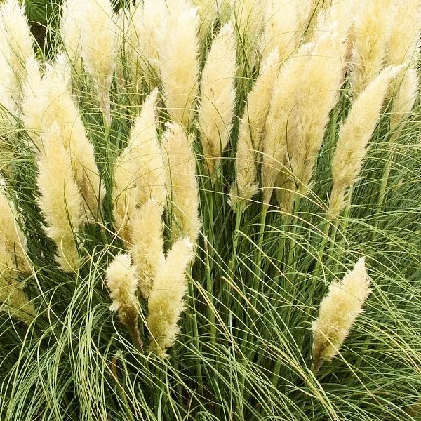 Cortaderia selloana 'Pumila'