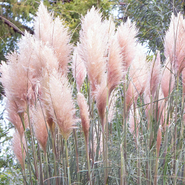 Cortaderia selloana 'Rosea' (Pink Pampas Grass)