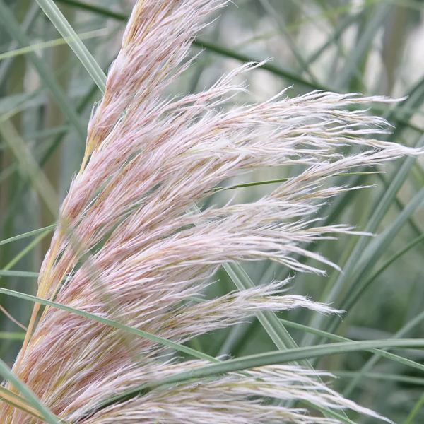 Cortaderia selloana 'Rosea' (Pink Pampas Grass)