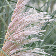 Load image into Gallery viewer, Cortaderia selloana &#39;Rosea&#39; (Pink Pampas Grass)
