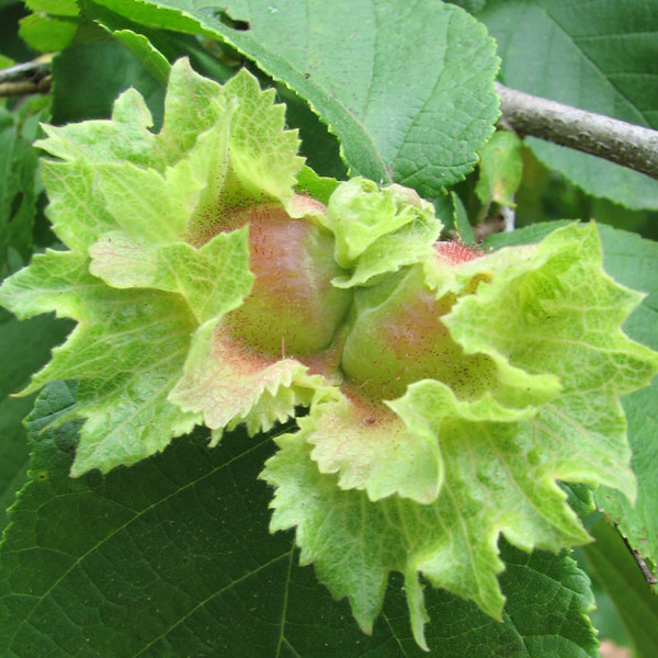 Corylus americana