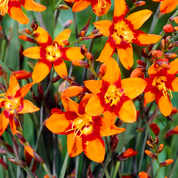 Crocosmia 'Emily Mckenzie'