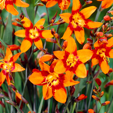 Load image into Gallery viewer, Crocosmia &#39;Emily Mckenzie&#39;
