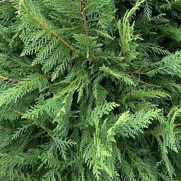 Cupressocyparis leylandii