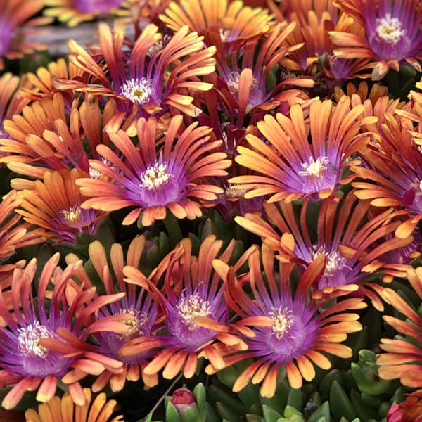 Delosperma 'Fire Spinner'