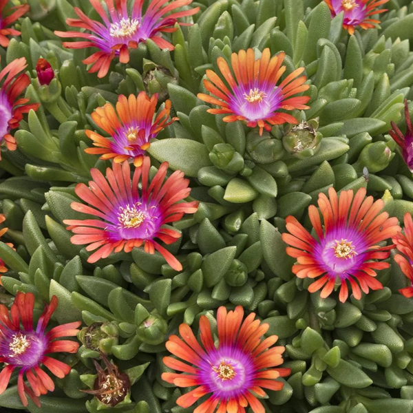 Delosperma 'Fire Spinner'
