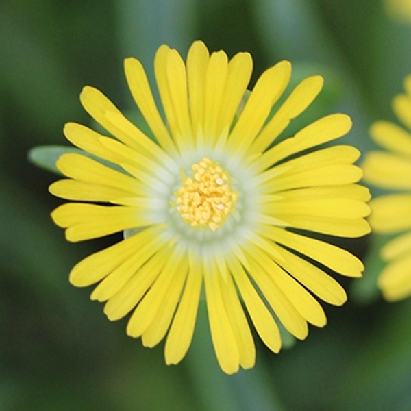 Delosperma 'Golden Wonder'