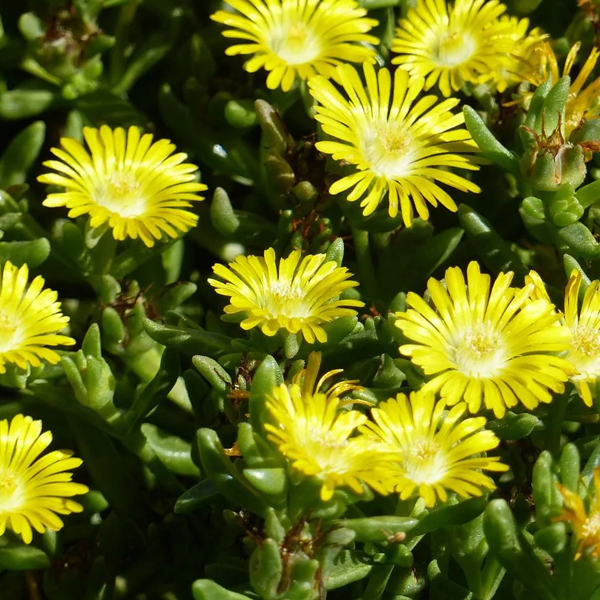 Delosperma 'Golden Wonder'