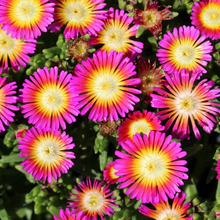 Load image into Gallery viewer, Delosperma &#39;Hot Pink Wonder&#39;
