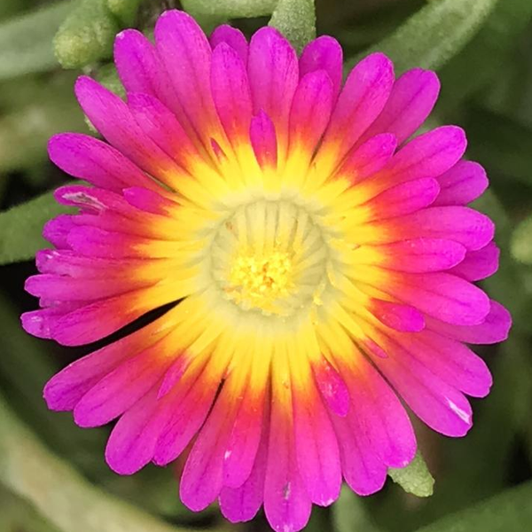 Delosperma 'Hot Pink Wonder'
