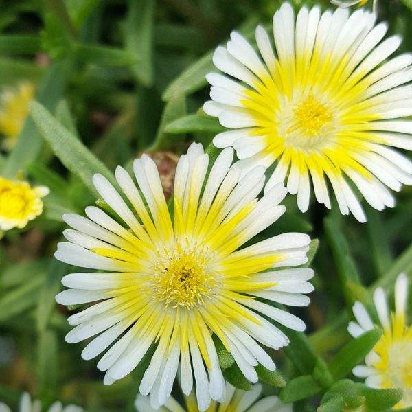 Delosperma 'Limoncello'