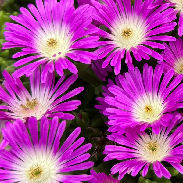 Delosperma 'Violet Ocean Sunset'