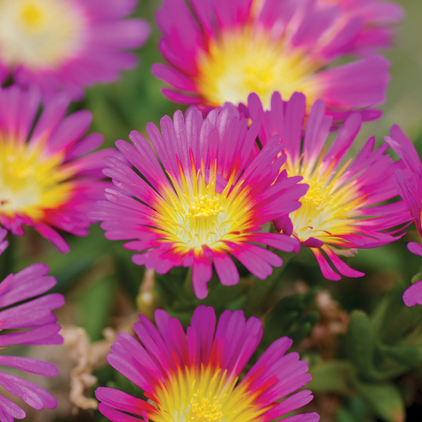 Delosperma 'Wheels of Wonder Violet'