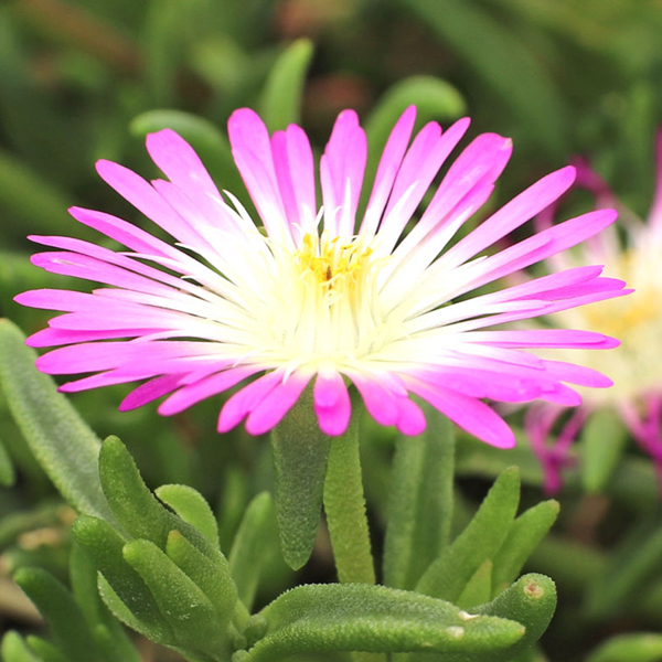 Delosperma 'Wheels of Wonder Violet'