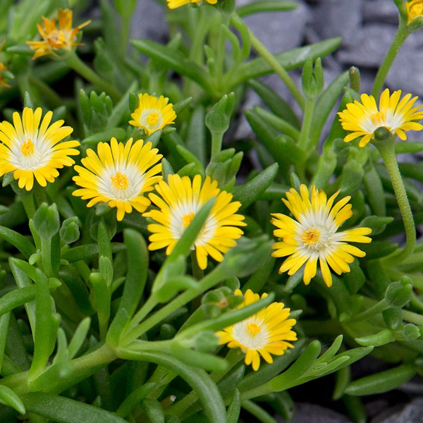 Delosperma 'Jewel of Desert Peridot'