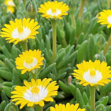 Load image into Gallery viewer, Delosperma &#39;Jewel of Desert Peridot&#39;
