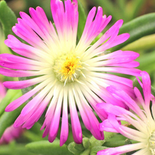 Load image into Gallery viewer, Delosperma &#39;Violet Wonder&#39;
